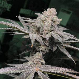 Solfire Gardens Bosscotti