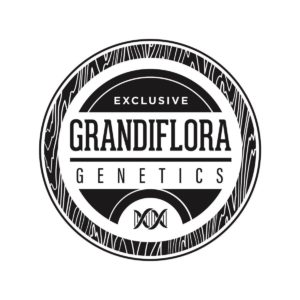 Grandiflora Genetics Cannabis Breeders double stuft seeds flextane seeds grandi candi seeds oh-asis seeds
