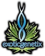 Exotic Genetix Bakers Dozen Drop Fem Lineup Seeds