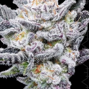 Capulator MAC Stomper