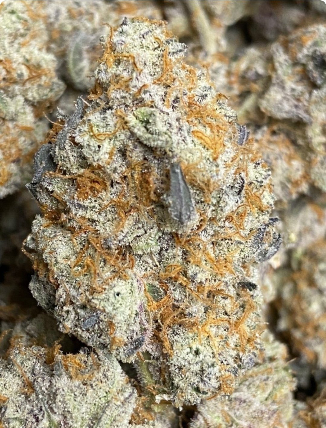 Sunset MAC BC1 by Capulator (Limited) US Seed Hub