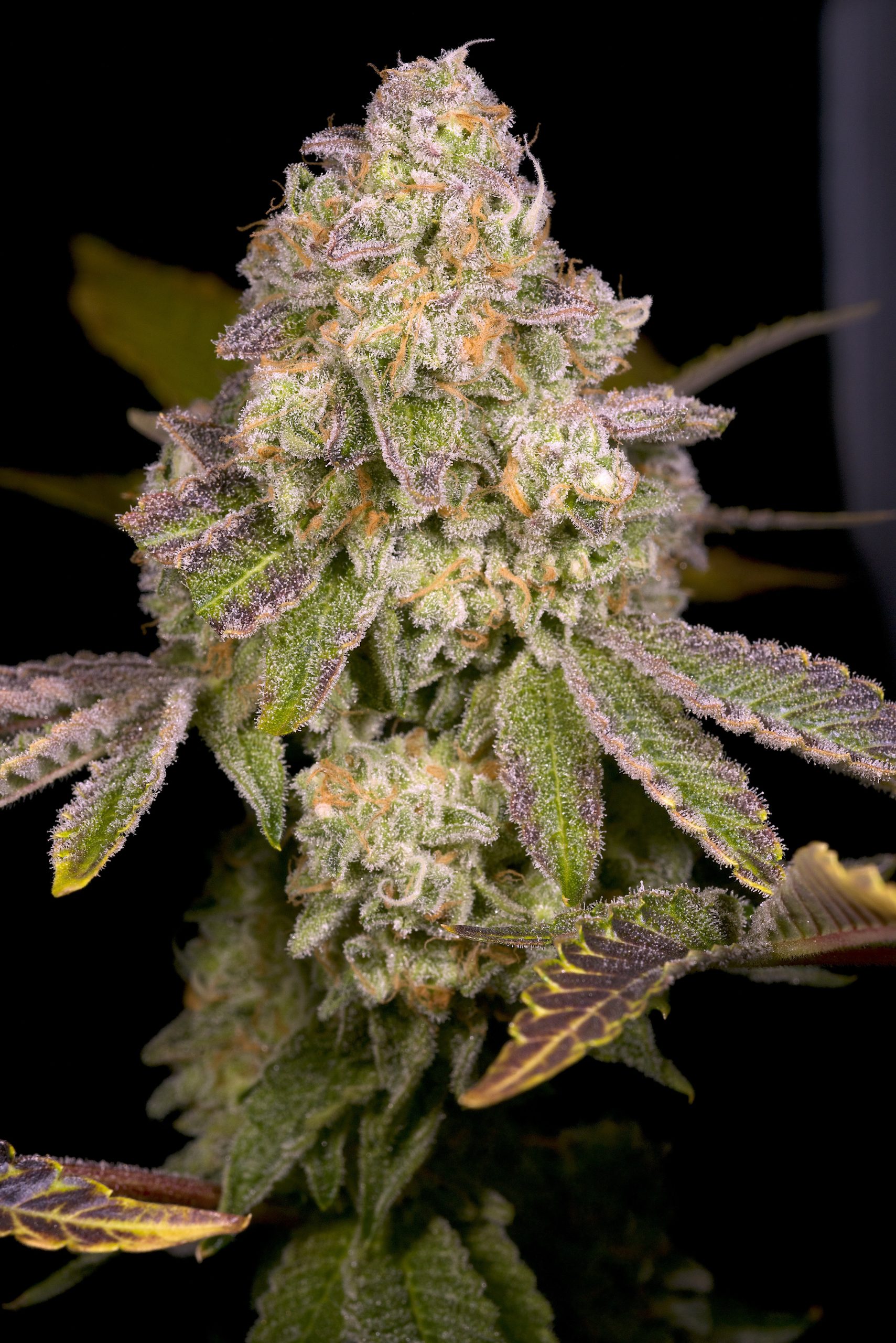 RAINBOW BELTS 3.0 BY ARCHIVE - Image 2