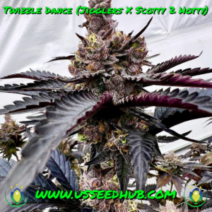 EXOTIC GENETIX TWIZZLE DANCE FEM