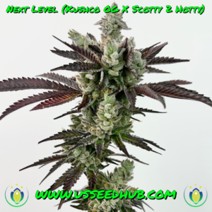 EXOTIC GENETIX NEXT LEVEL FEM