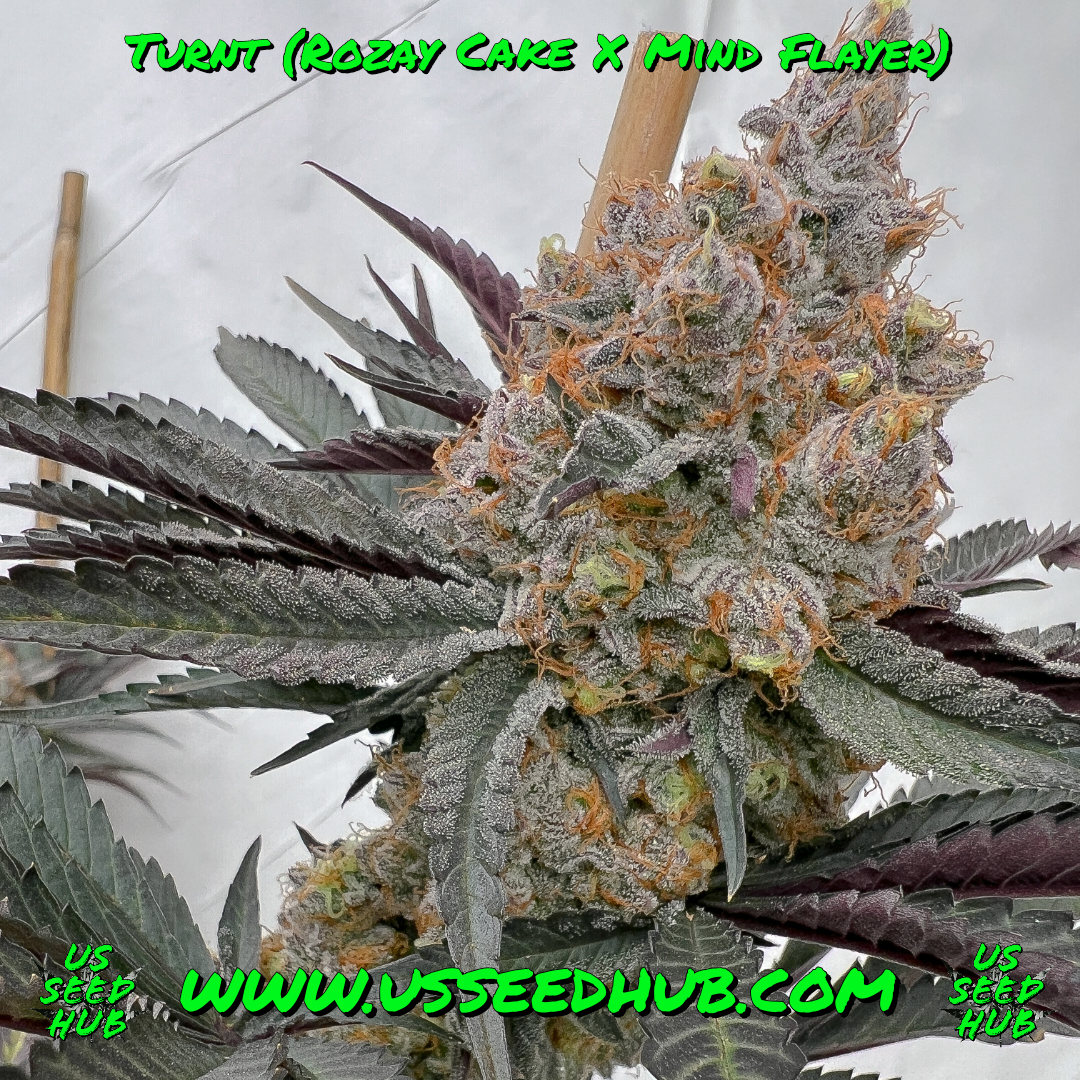 TURNT BY SOLFIRE GARDENS