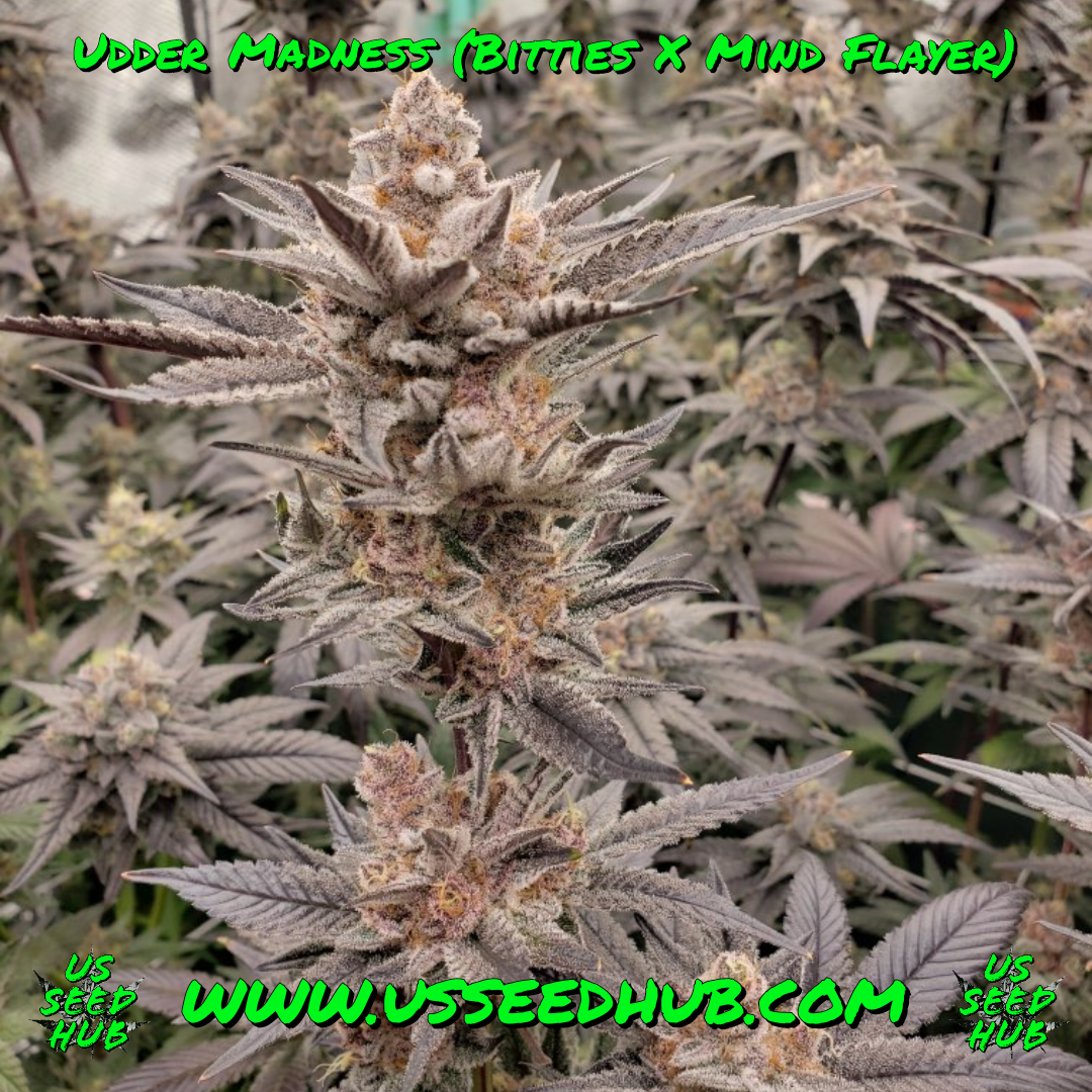 UDDER MADNESS BY SOLFIRE GARDENS