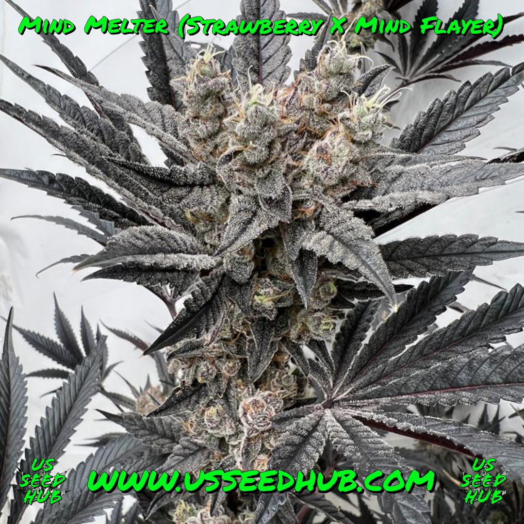 MIND MELTER BY SOLFIRE GARDENS