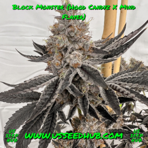 BLOCK MONSTER BY SOLFIRE GARDENS