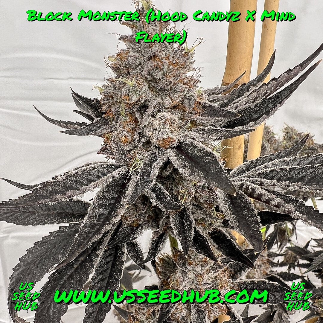 BLOCK MONSTER BY SOLFIRE GARDENS