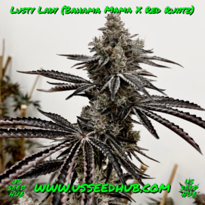 exotic genetix lusty lady