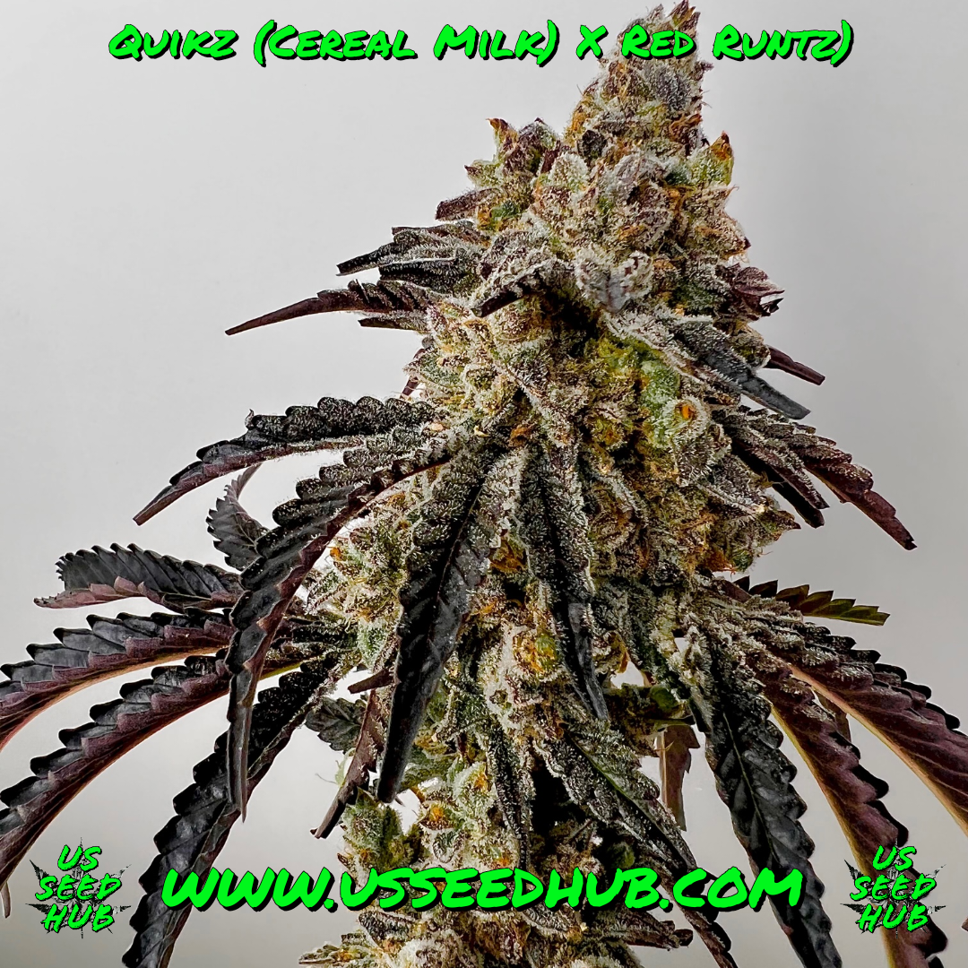 exotic genetix quikz fem seeds