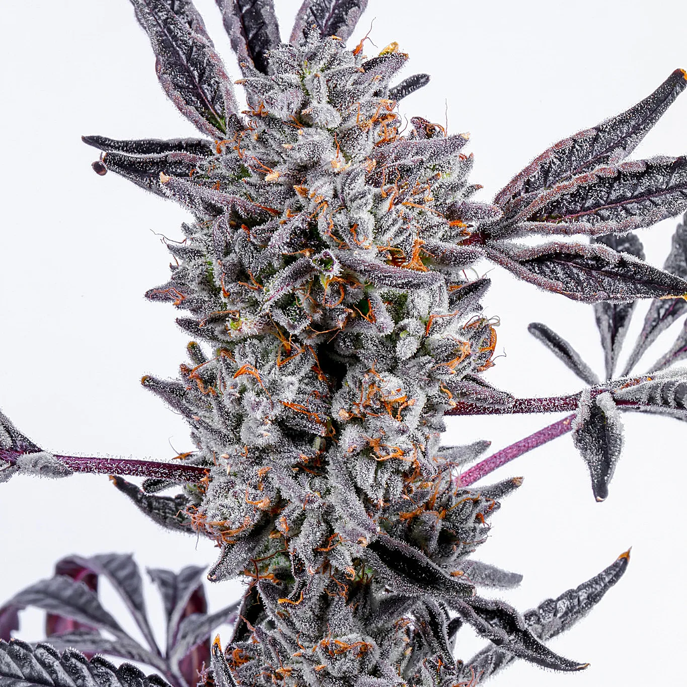 lit farms lemon cherry dosi feminzed seeds