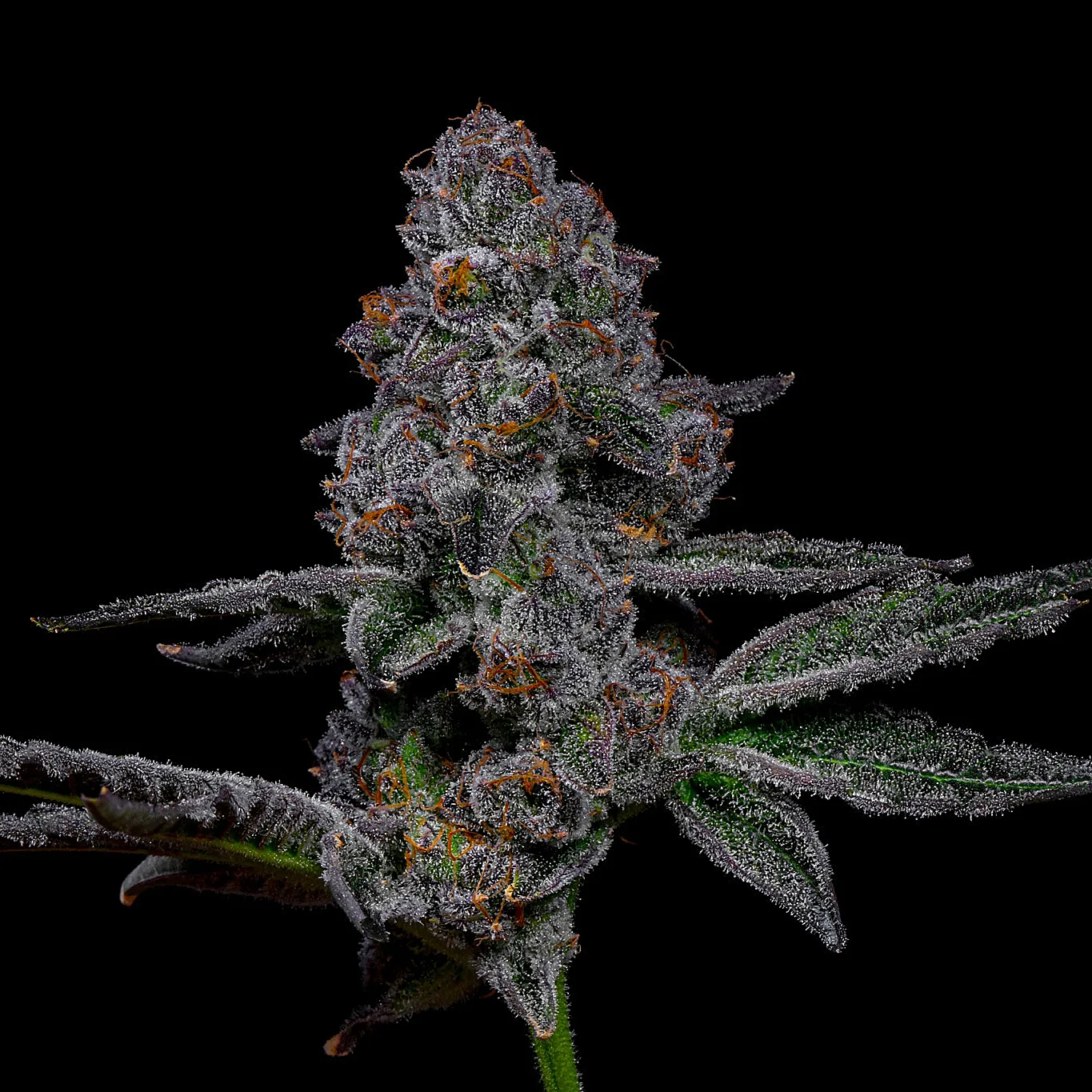 lit farms lemon cherry gelato fritter feminzed seeds