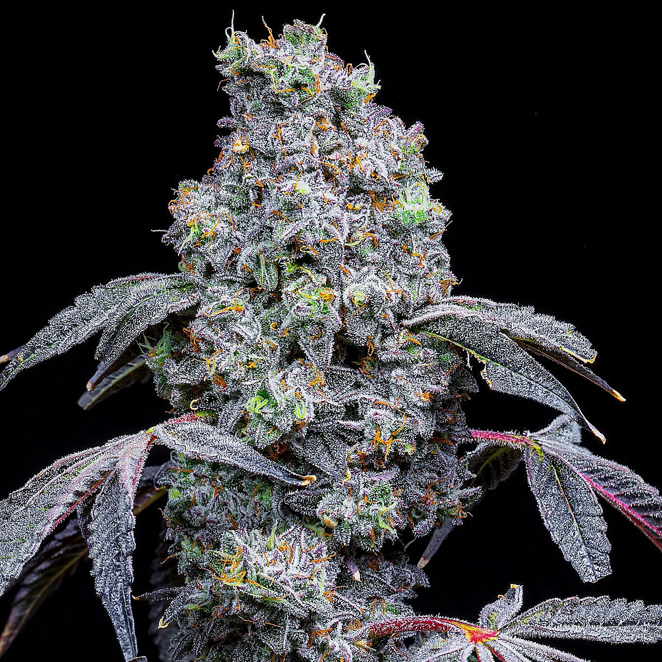 LEMON CHERRY MINTS BY LIT FARMS