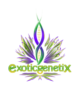 exotic genetix us seed hub exoticgenetix.com Exotic Genetix Bakers Dozen Drop Fem Lineup Seeds