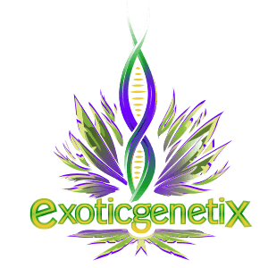 exotic genetix us seed hub exoticgenetix.com Exotic Genetix Bakers Dozen Drop Fem Lineup Seeds
