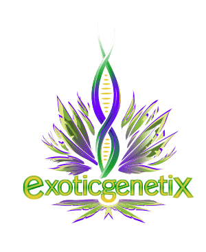 exotic genetix us seed hub exoticgenetix.com Exotic Genetix Bakers Dozen Drop Fem Lineup Seeds