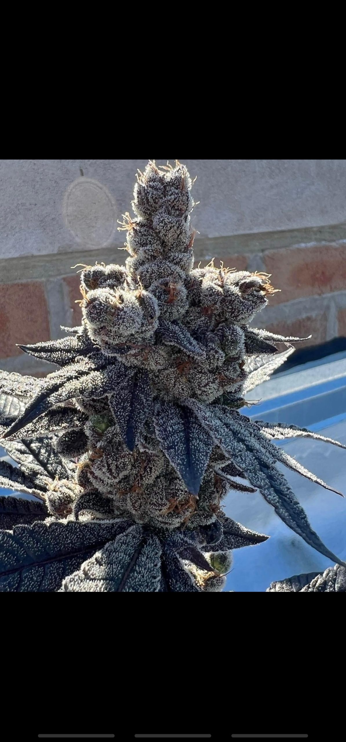 EXOTIC GENETIX OMFG UNRELEASED LIMITED EDITION SIX PACK BOX FEMS - Image 2