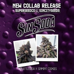 SIN SODA BY SIN CITY SEEDS *Includes Freebie Pack*