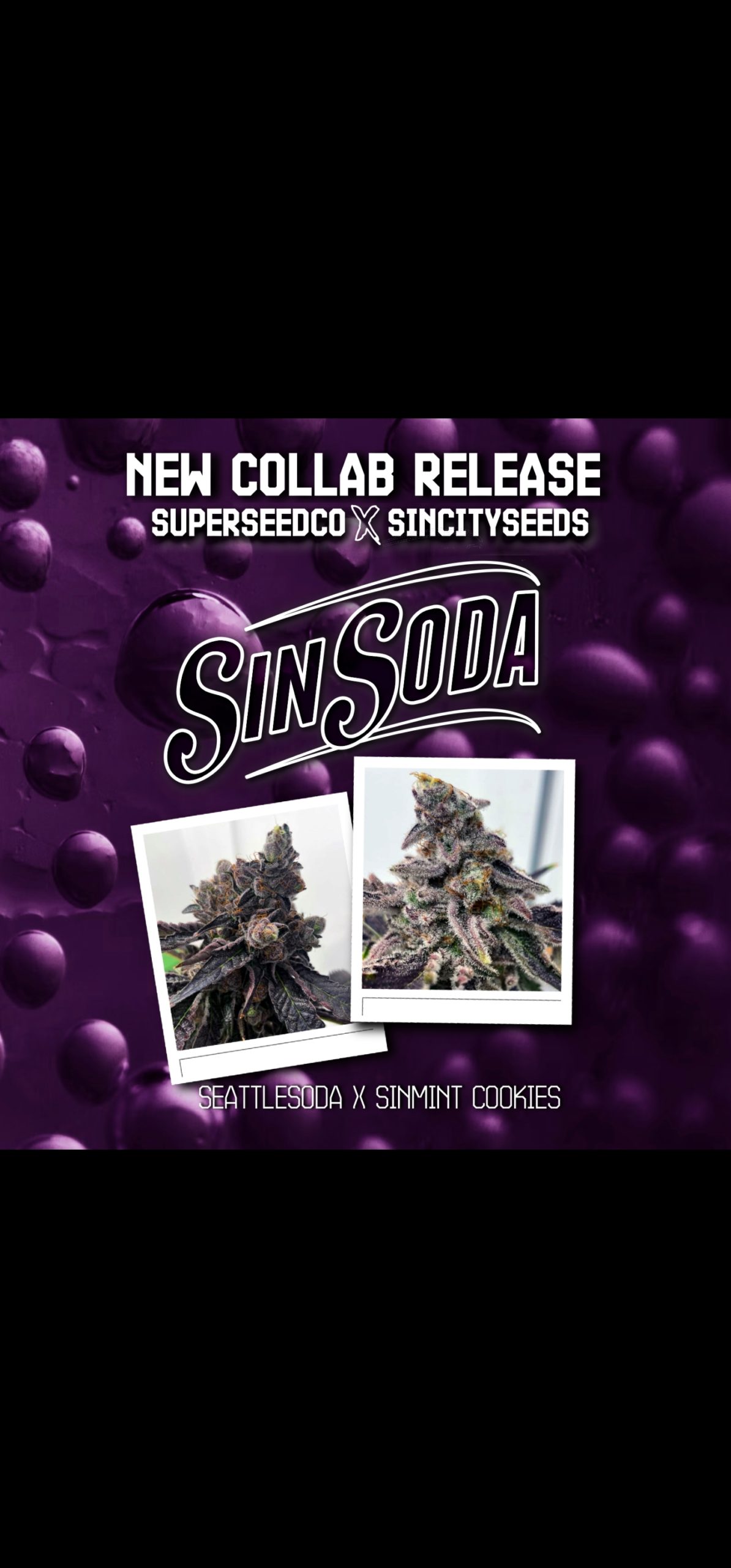SIN SODA BY SIN CITY SEEDS *Includes Freebie Pack*