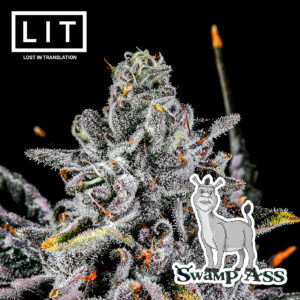 lit farms swamp ass gmo x zoap fem seeds