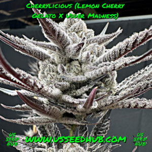 solfire cherrylicious lemon cherry gelato us seed hub