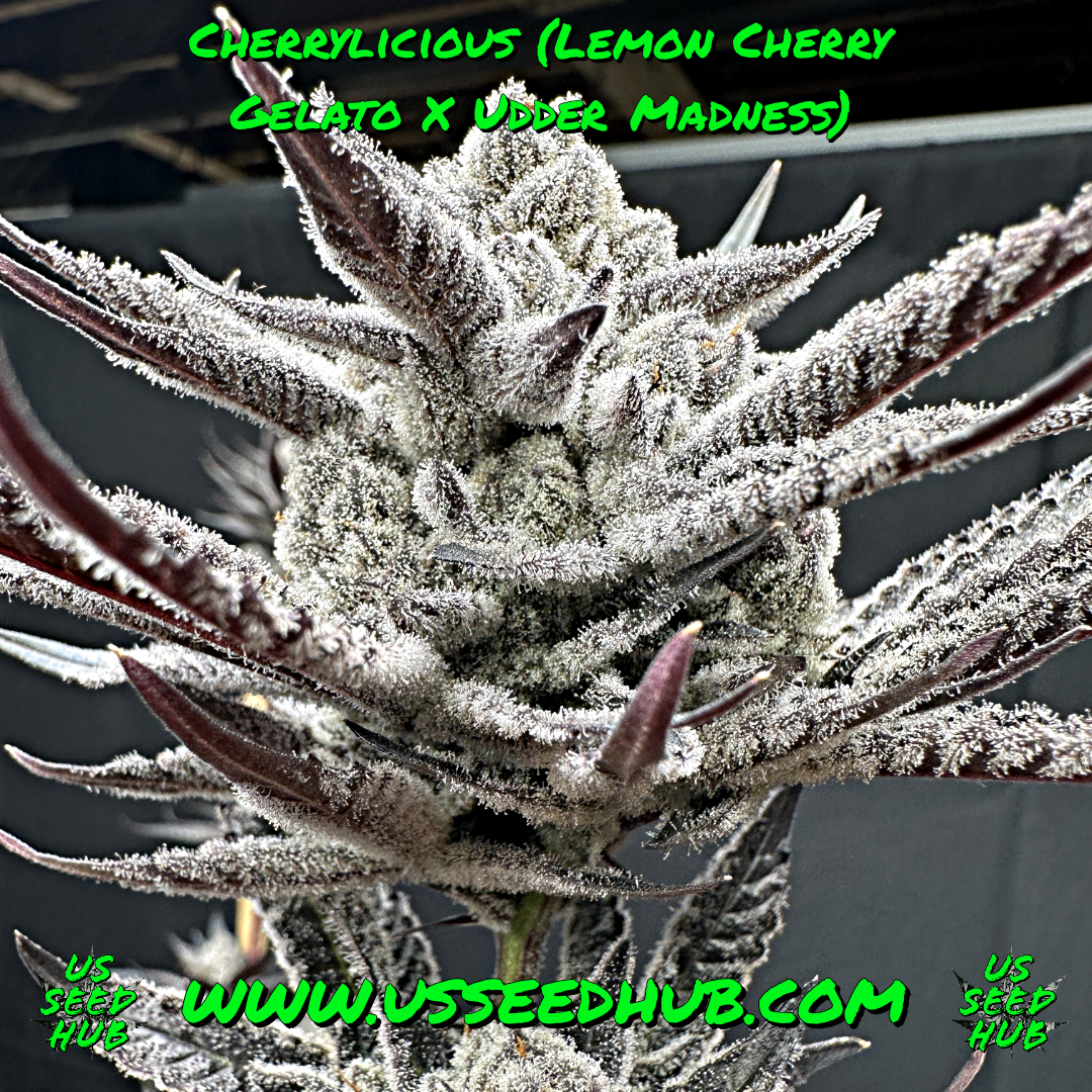 CHERRYLICIOUS HALF PACK BY SOLFIRE GARDENS - US Seed Hub