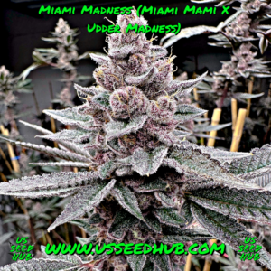 solfire miami madness miami mami x udder madness us seed hub