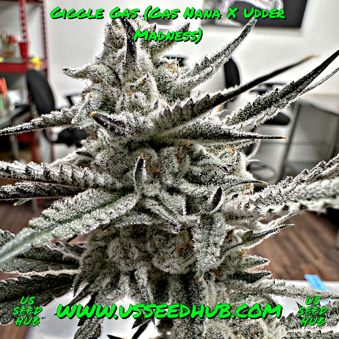 solfire giggle gas gas nana x udder madness us seed hub