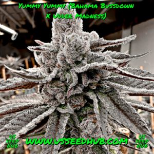 solfire yummy yummy bahama bussdown x udder madness us seed hub