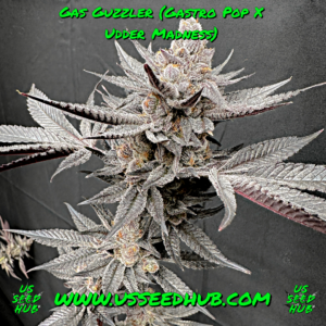 solfire gas guzzler gastro pop x udder madness us seed hub