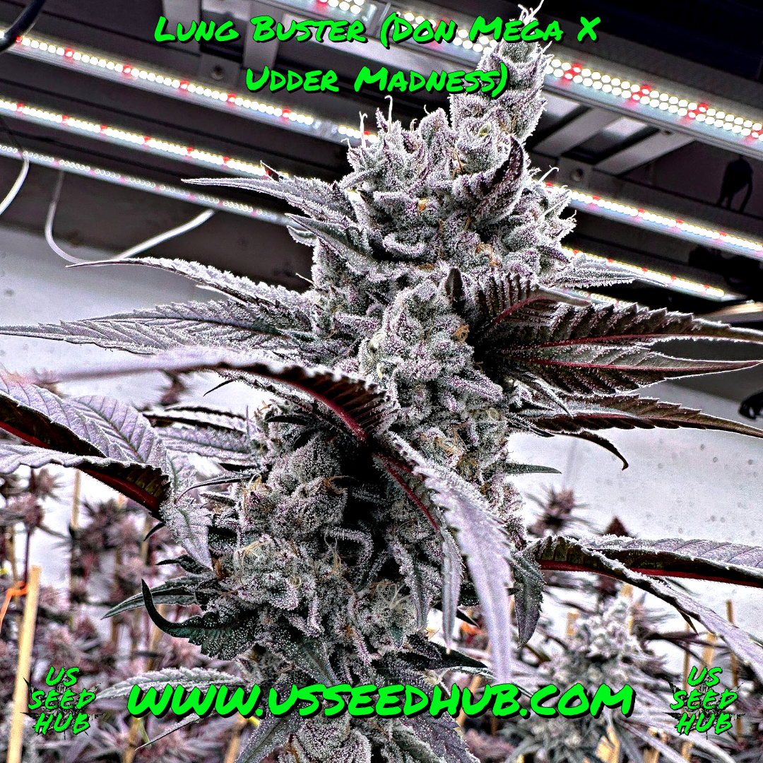 LUNG BUSTER FULL PACK BY SOLFIRE GARDENS