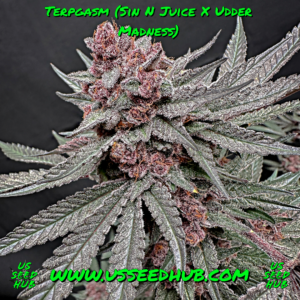 solfire terpgasm sin n juice x udder madness us seed hub