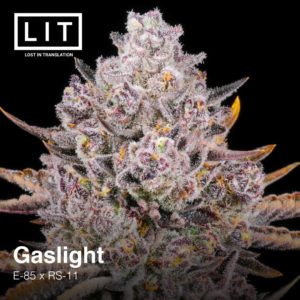 lit farms rs-11, permanent marker, permz strain seeds, white iverson strain seeds, rainbow soap strain feminized seeds, rainbow candy strain feminized seeds, lemon cherry sherbert strain feminized seeds, gas light strain feminized seeds, half pack and full packs. us seed hub. top cannabis seed banks that ship in the us