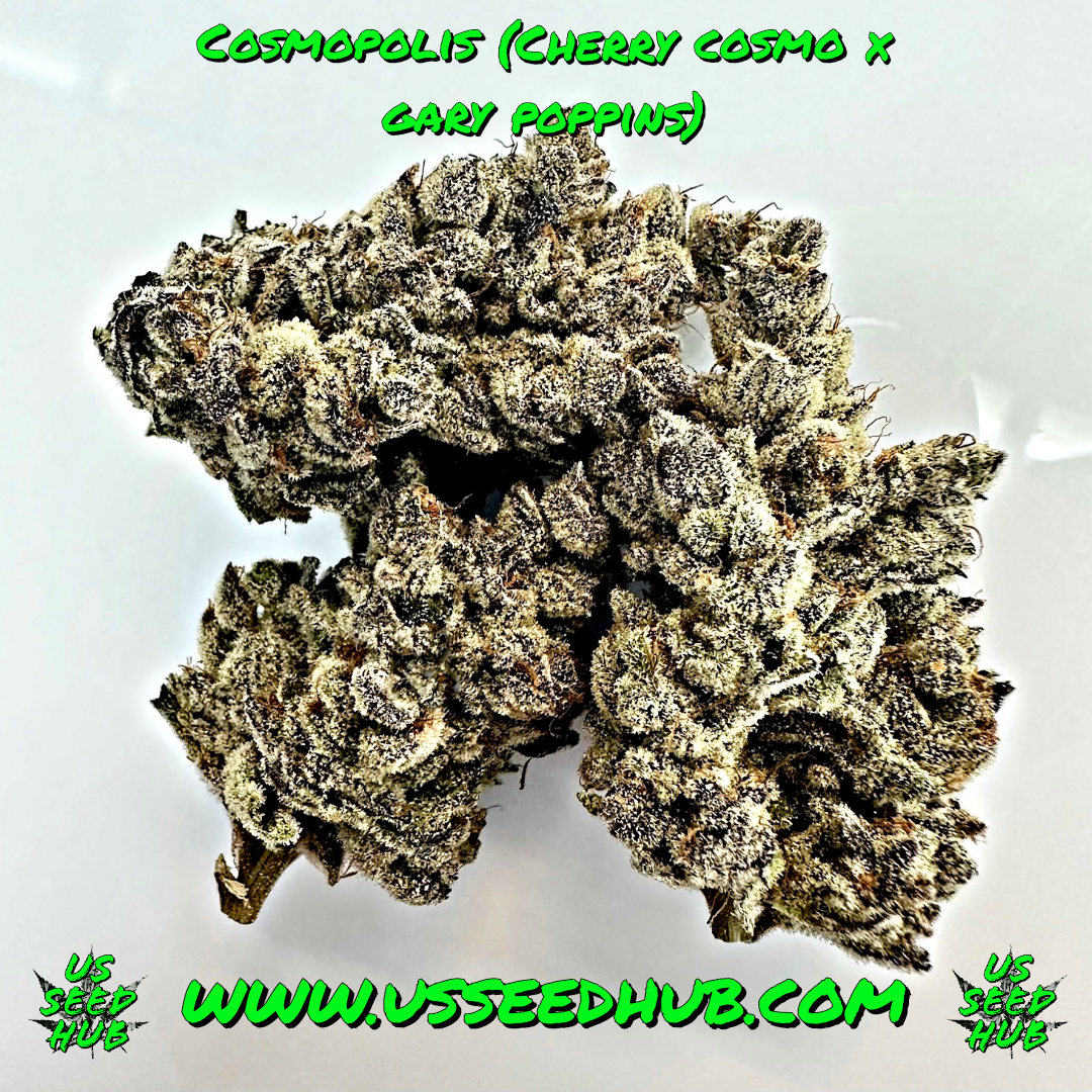 EXOTIC GENETIX COSMOPOLIS FEM - Image 3