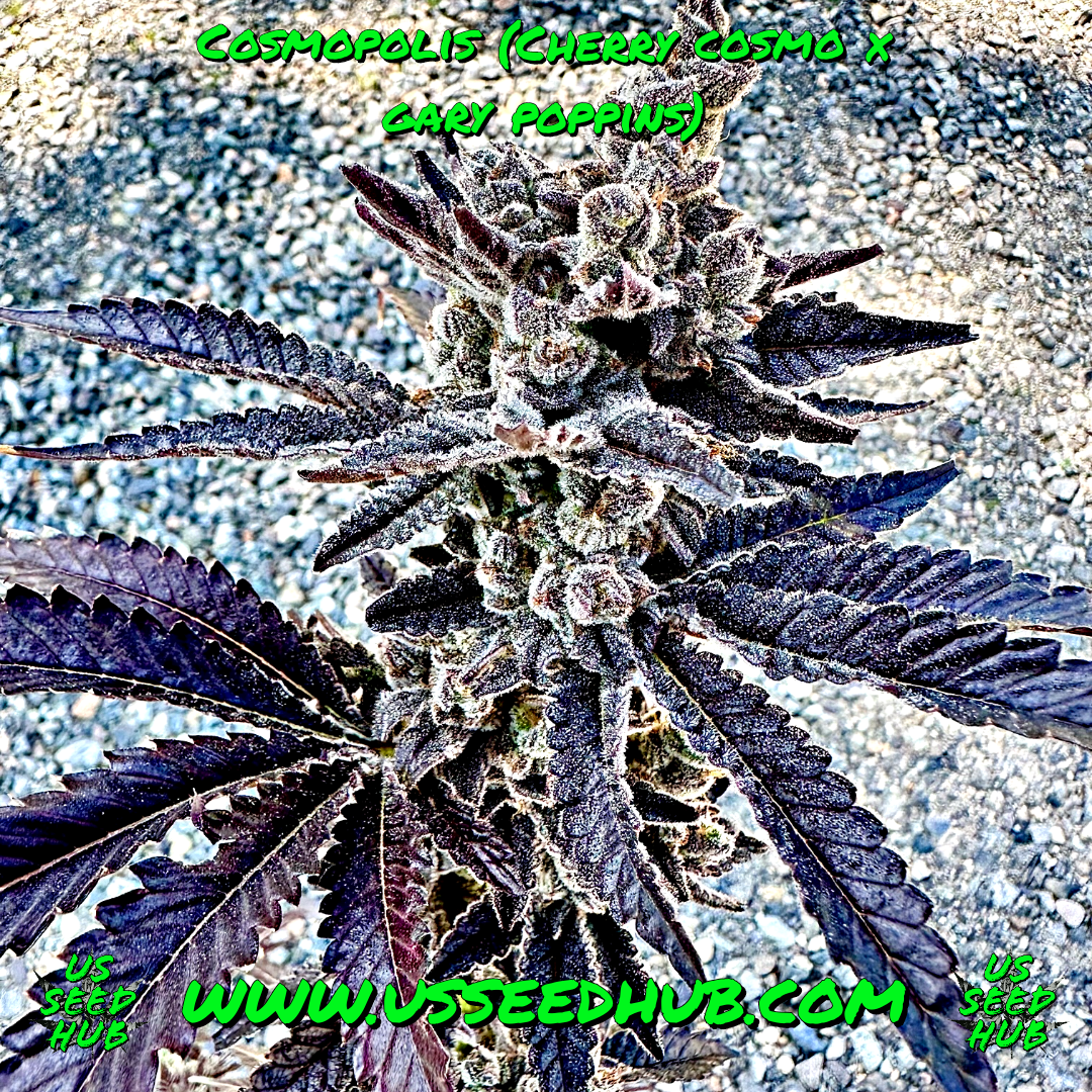 EXOTIC GENETIX COSMOPOLIS FEM - Image 2