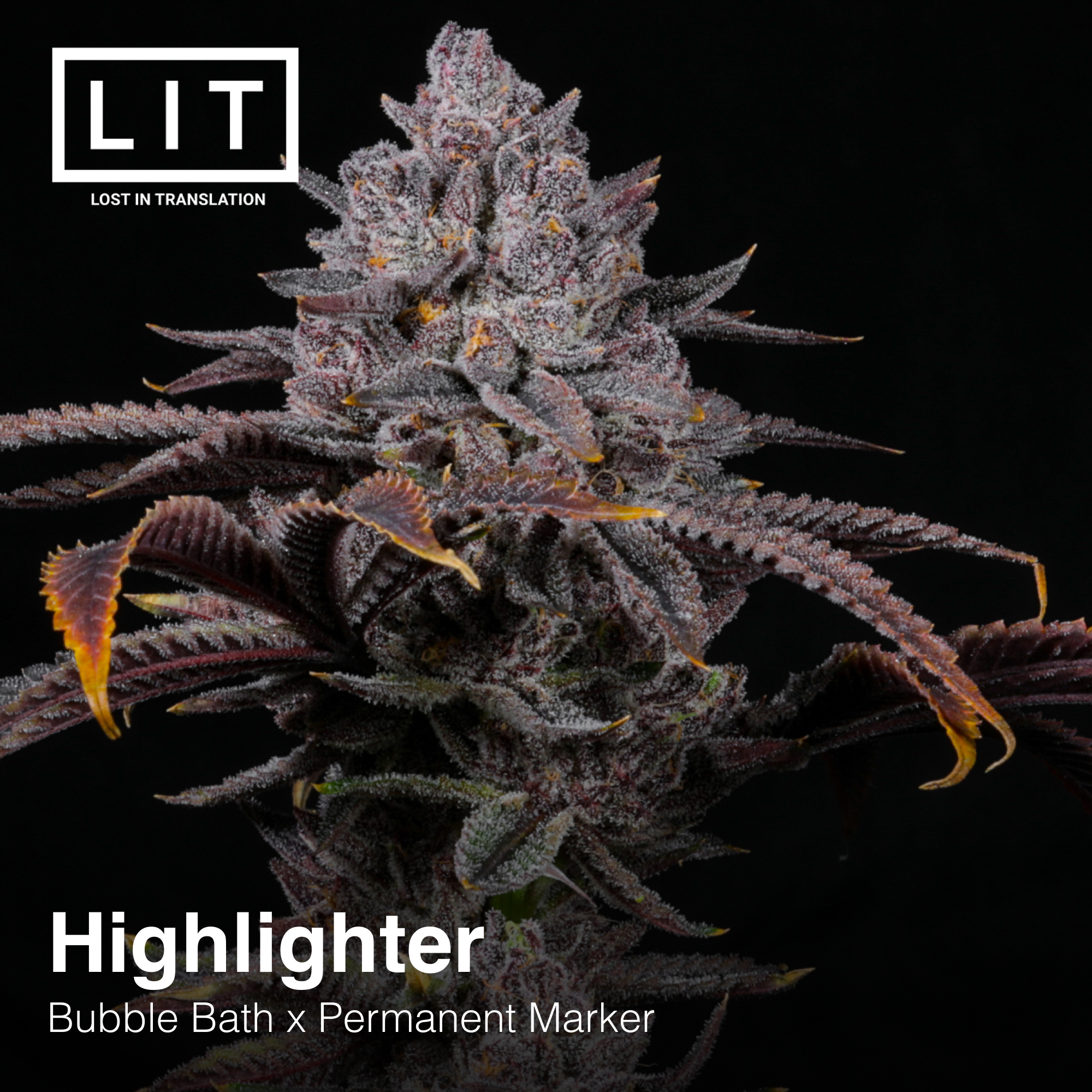 HIGHLIGHTER FULL PACK BY LIT FARMS