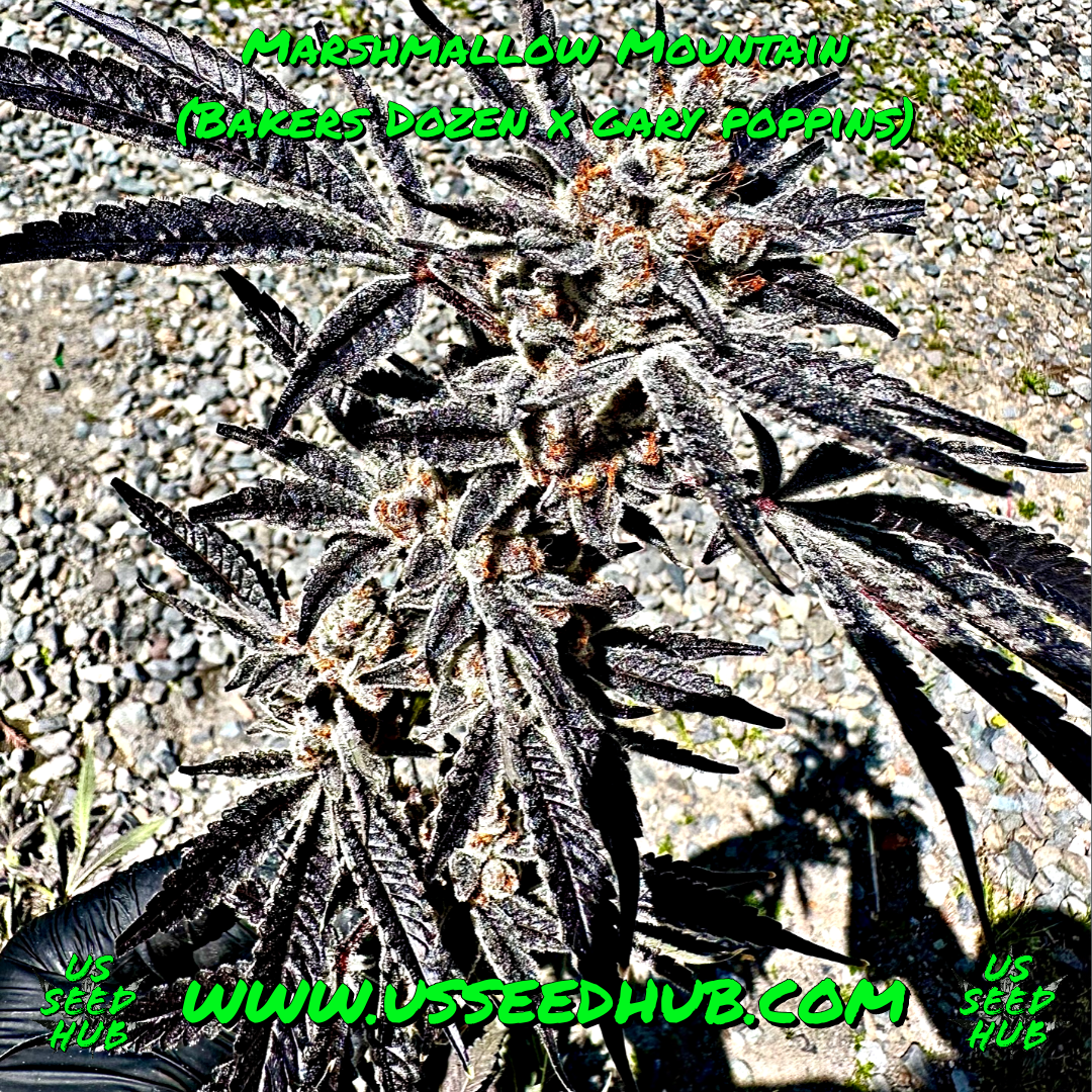 EXOTIC GENETIX MARSHMALLOW MOUNTAIN FEM - Image 2