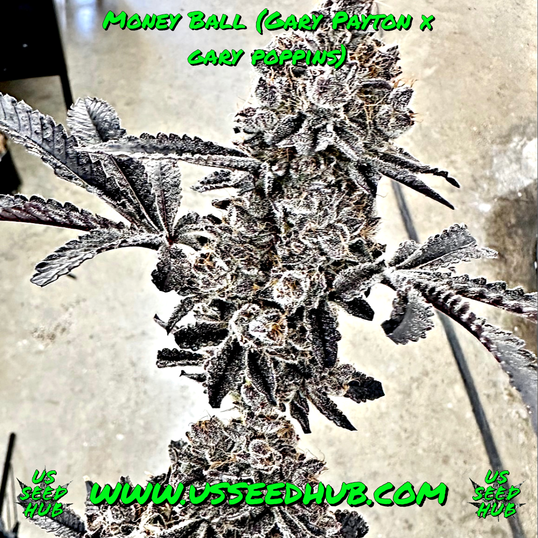 EXOTIC GENETIX MONEY BALL FEM - Image 2