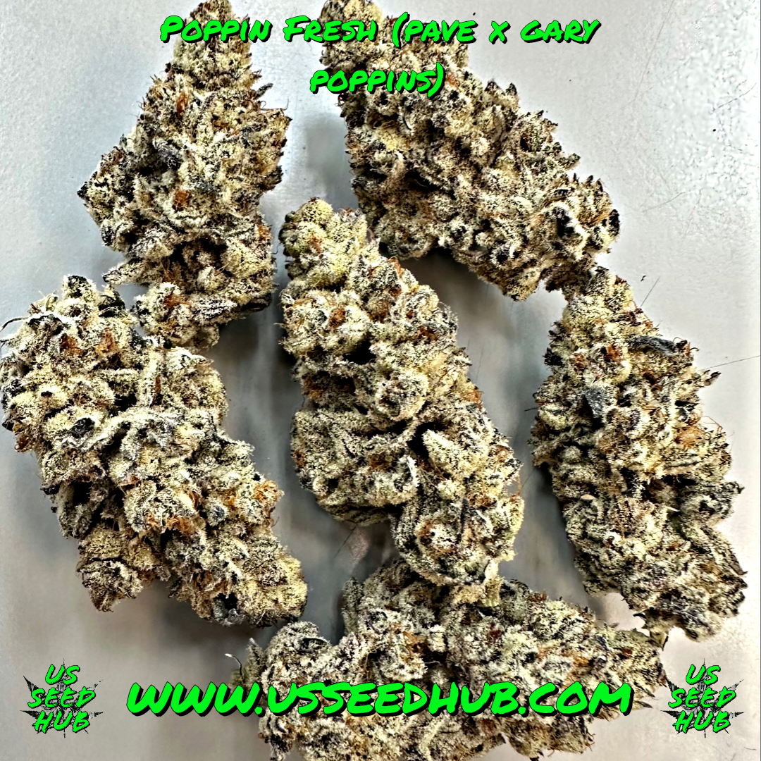 EXOTIC GENETIX POPPIN FRESH FEM - Image 2