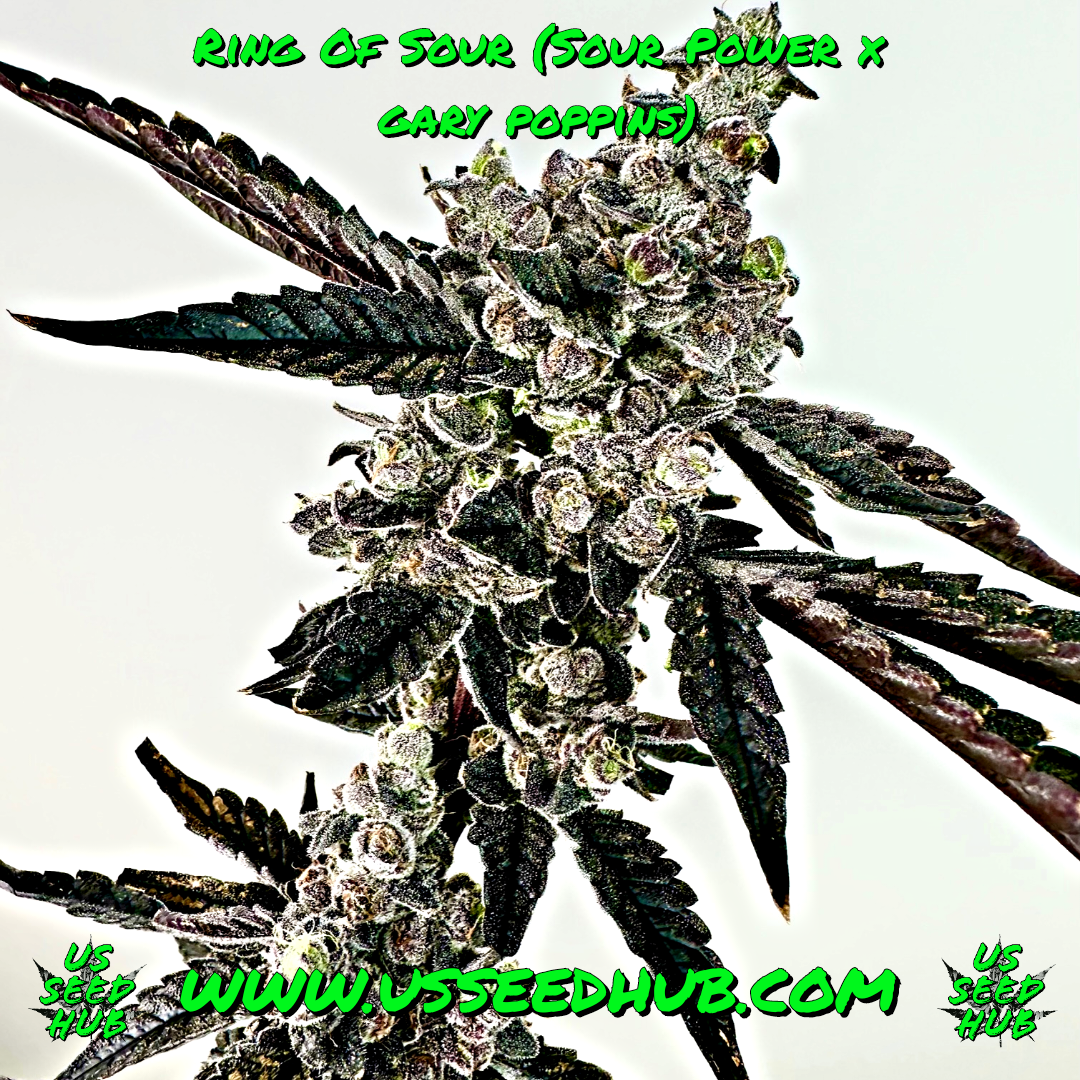 EXOTIC GENETIX RING OF SOUR FEM - Image 2