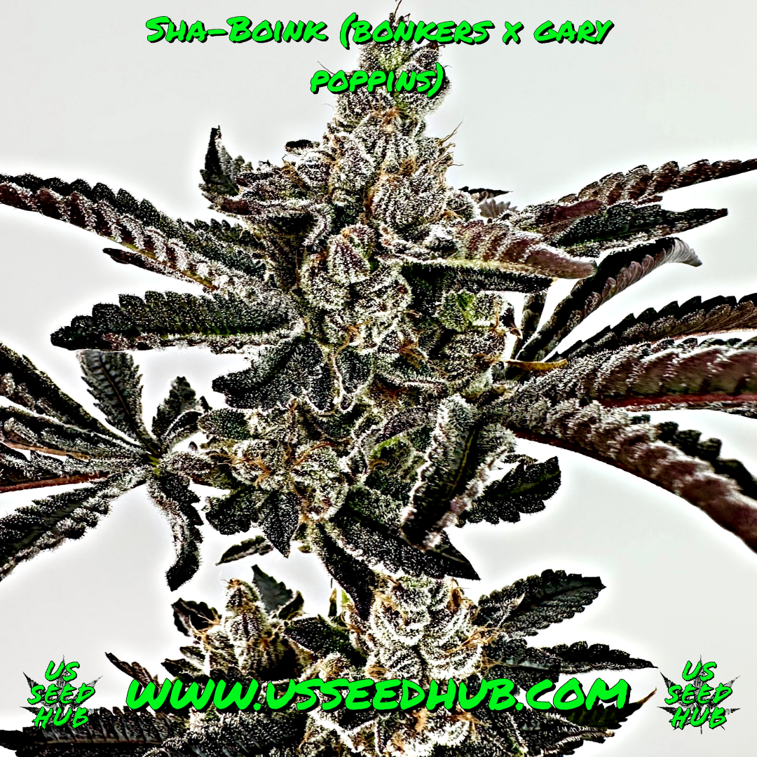 EXOTIC GENETIX SHA-BOINK FEM - Image 2