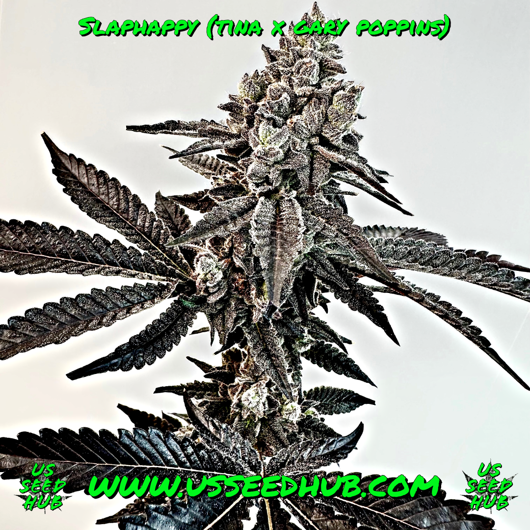 EXOTIC GENETIX SLAPHAPPY FEM - Image 2