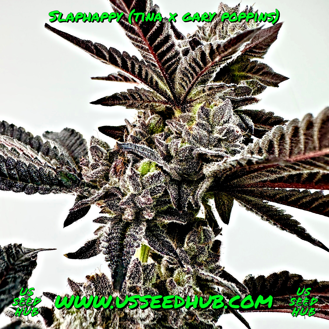 EXOTIC GENETIX SLAPHAPPY FEM - Image 3