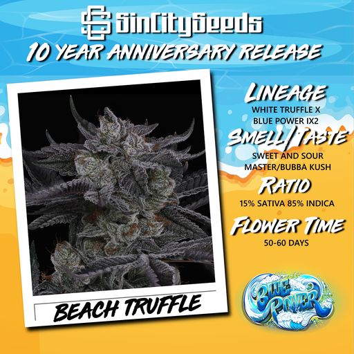 BEACH TRUFFLE BY SIN CITY SEEDS *Includes Freebie Pack*