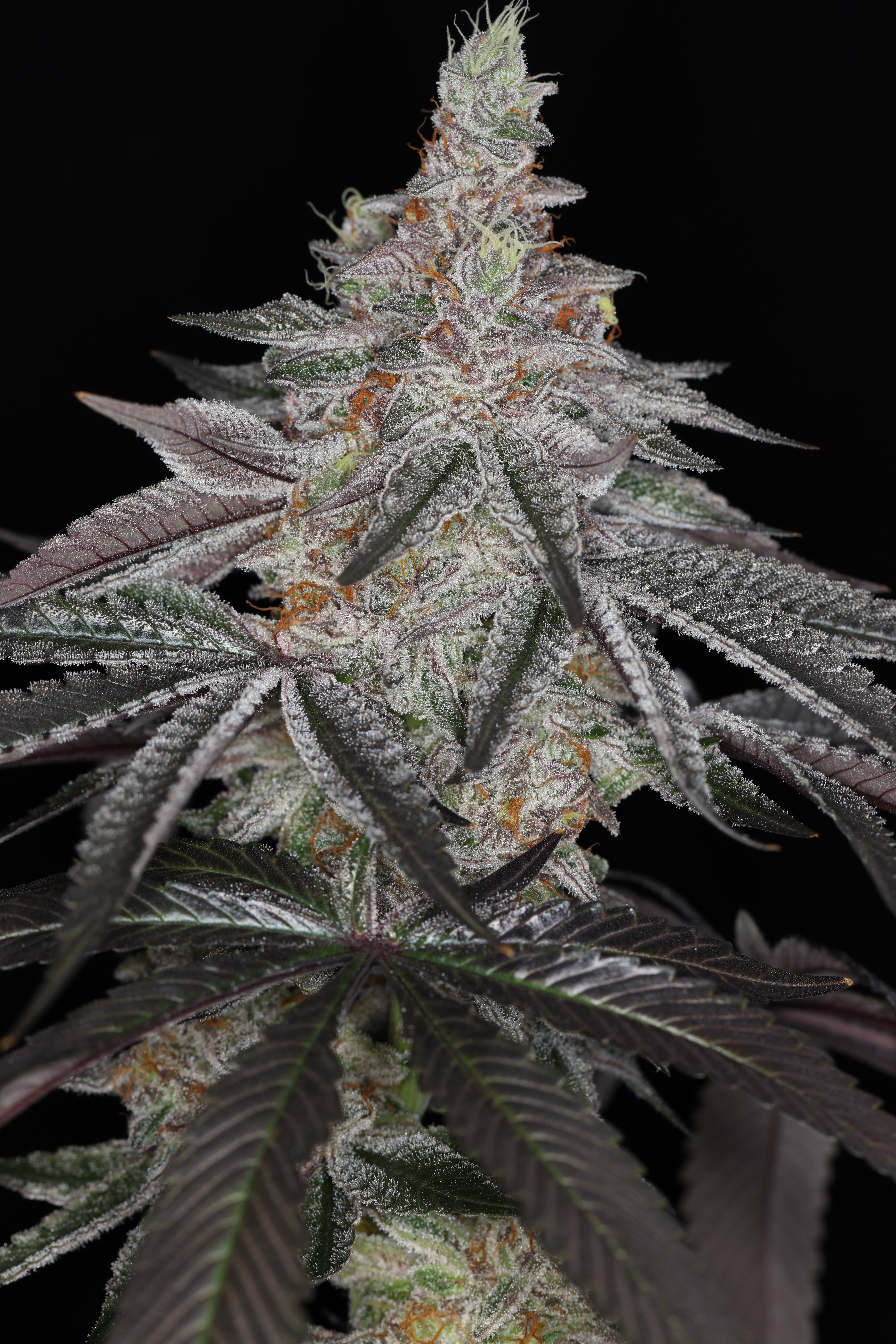 INFATUATION FEM BY SIN CITY SEEDS *Includes Freebie Pack* - Image 4