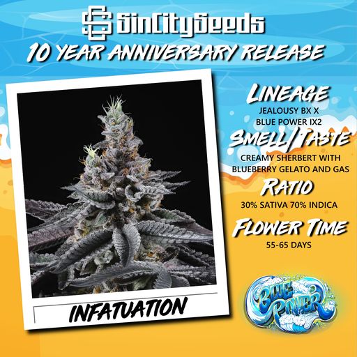 INFATUATION BY SIN CITY SEEDS *Includes Freebie Pack*