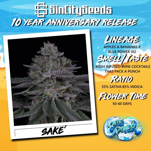 SAKE BY SIN CITY SEEDS *Includes Freebie Pack*