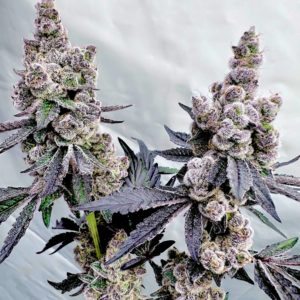 sigma series part 2 drizzle beach (drip station x bahama berry) trufflez and cream (trap trufflez x milk & cookies) fem seeds