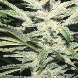 aficionado estates gaccio strain seeds